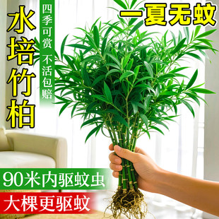 竹柏盆栽水培植物室内好养易活桌面驱蚊绿植四季水养竹子大颗老桩