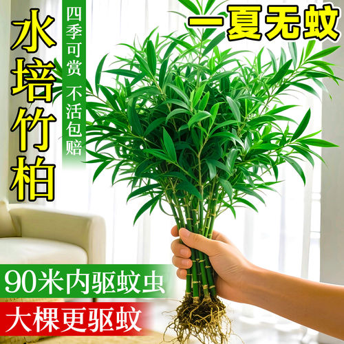 竹柏水培室内驱蚊易养老桩盆栽