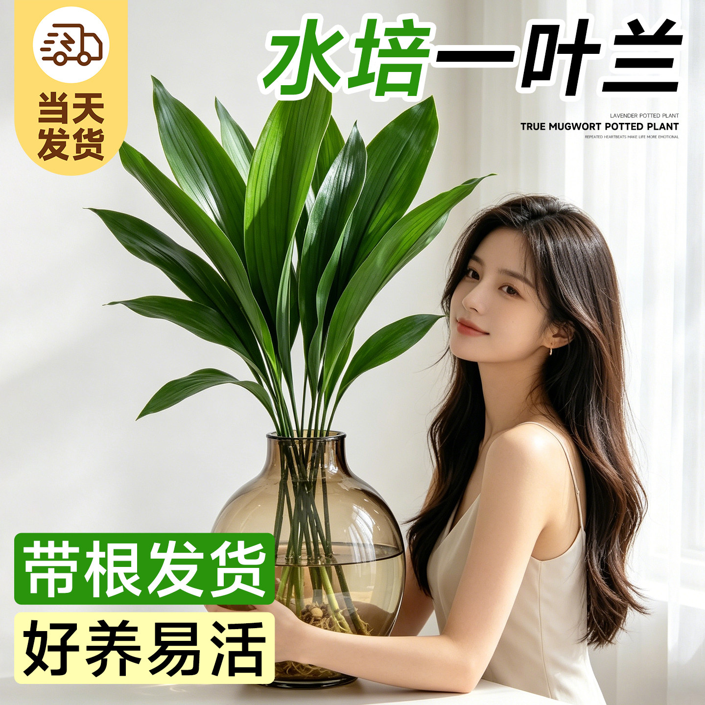 一叶兰水培植物盆栽室内好养无土纯水培绿植花卉桌面大叶清新空气图片
