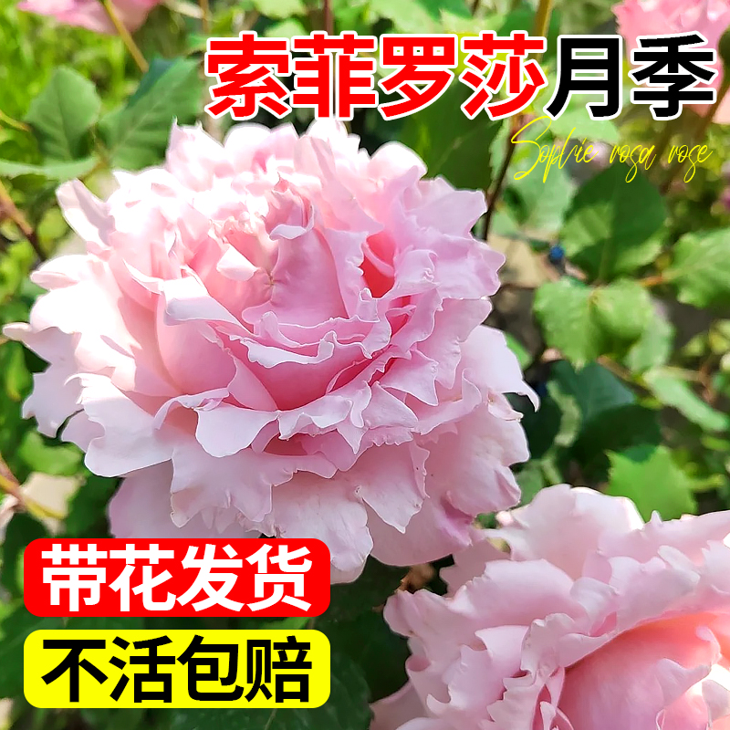 索菲罗莎月季花大苗盆栽淡粉色阳台多季特大花波浪边浓香苏菲罗莎