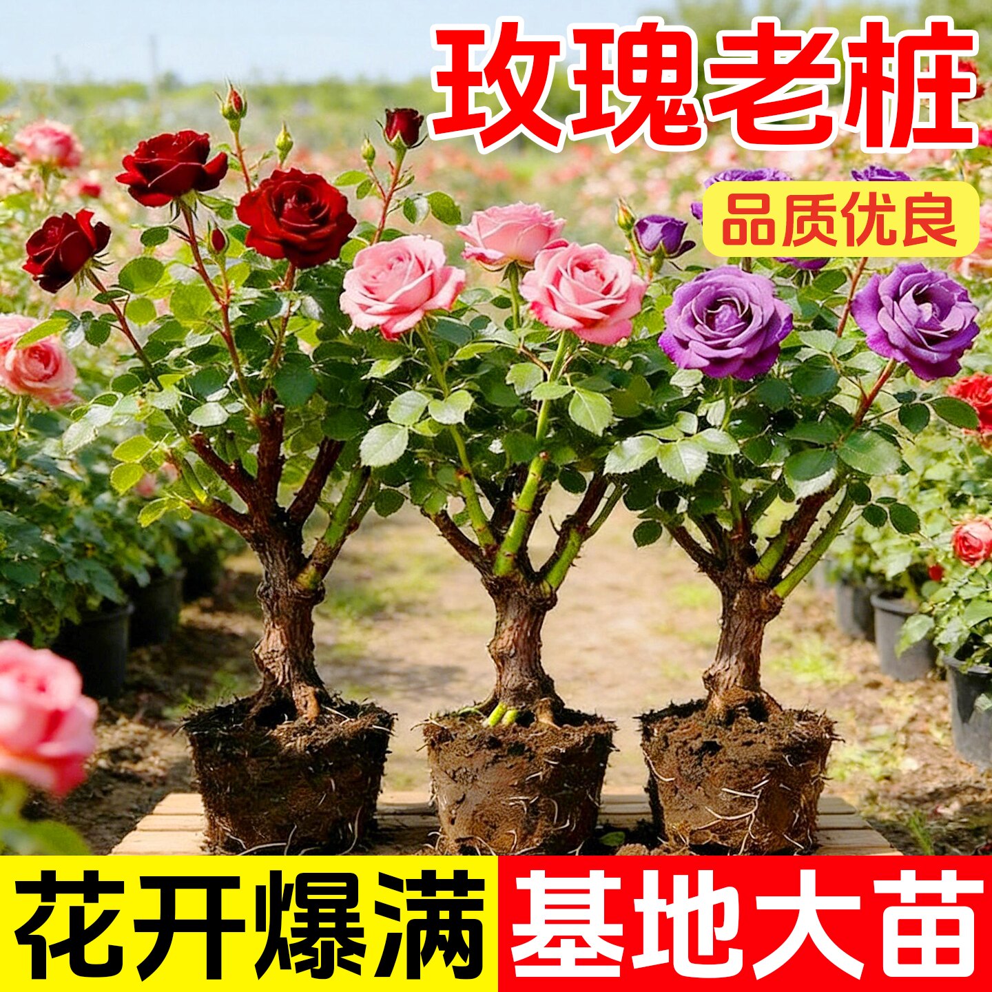 玫瑰花苗老桩四季常开花卉室内阳台盆栽大花月季大花耐寒树苗浓香