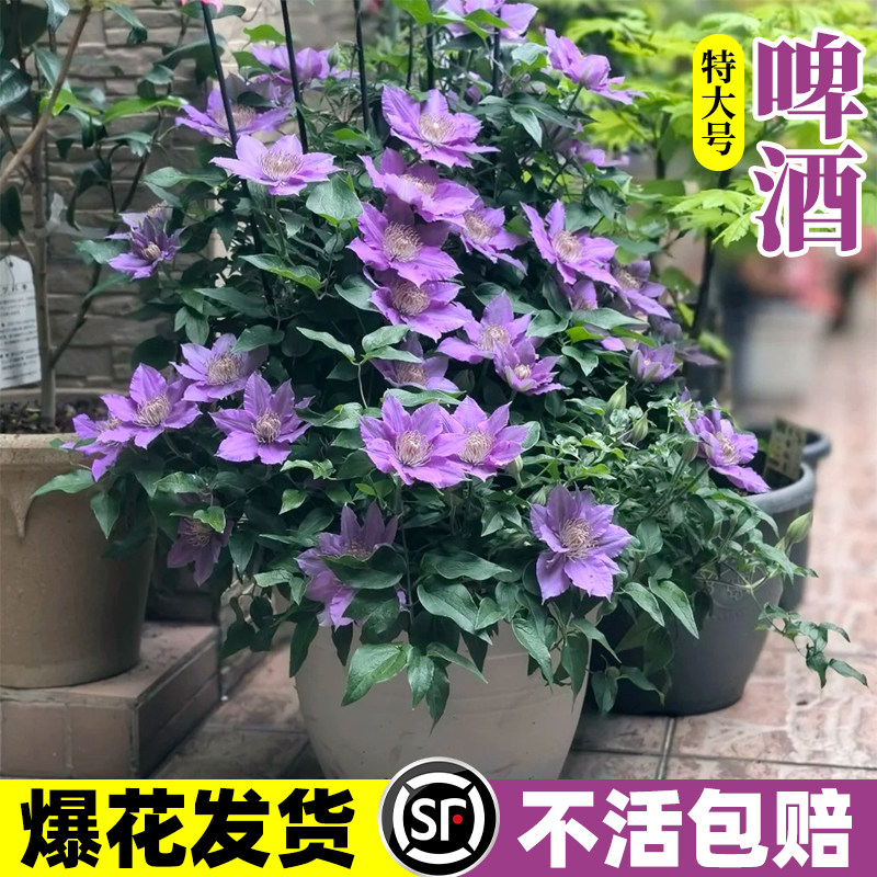 啤酒铁线莲大苗带花苞乌托邦约瑟芬新款盆栽爬藤植物多季开花大苗