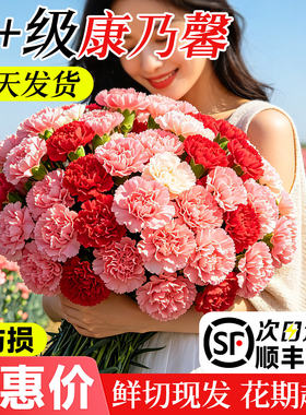 【顺丰包邮】康乃馨鲜花真花卉