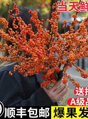 进口北美橙色冬青真花鲜切枝水培植物室内客厅桌面插花摆件年宵花