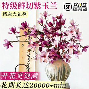紫玉兰花鲜切枝带花苞水培室内植物好养客厅轻奢绿植家用插花耐寒