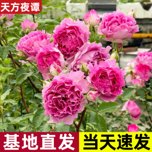 天方夜谭月季盆栽花苗特大花四季开花卉玫瑰带花苞植物红果汁阳台
