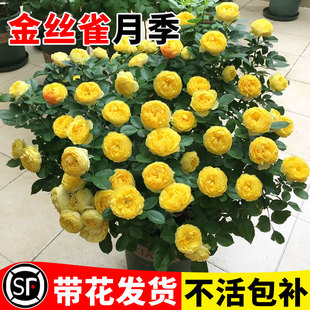 金丝雀月季蔷薇大苗浓香型四季开花阳台庭院藤本玫瑰花卉盆栽绿植