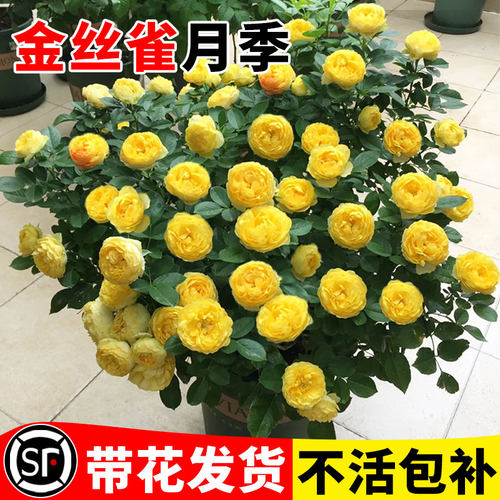 金丝雀月季蔷薇大苗浓香型四季开花阳台庭院藤本玫瑰花卉盆栽绿植