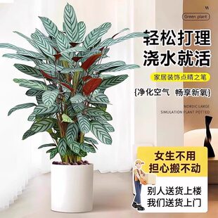网红新飞羽竹芋小盆栽客厅耐阴观叶植物办公室内海芋桌面绿植好养