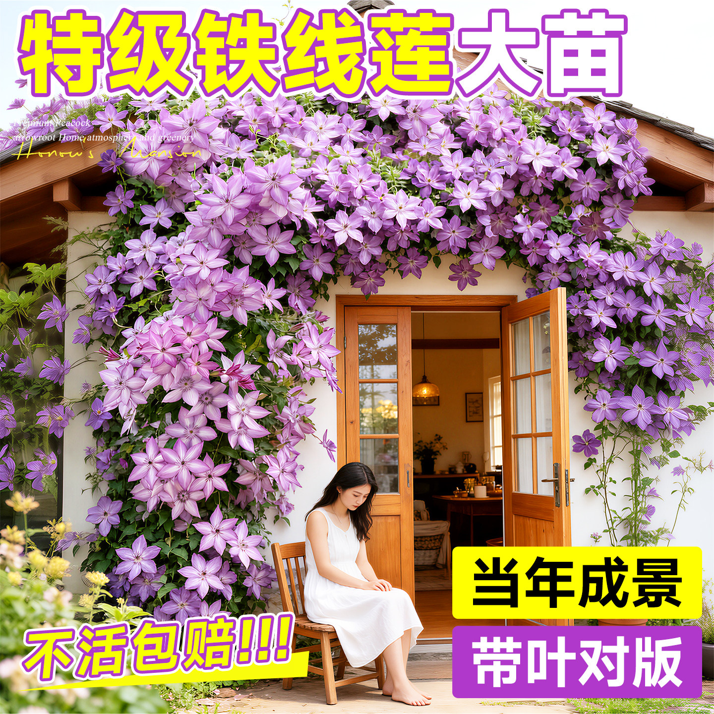 铁线莲大苗带花苞盆栽乌托邦倒影爬藤植物阳台庭院四季重瓣开花卉