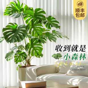龟背竹客厅大盆栽老桩绿植室内高级感大型植物大号落地禄植树好养