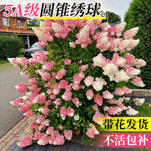 圆锥绣球香草草莓绣球花大苗盆栽石灰灯绿植阳台室外庭院花卉植物