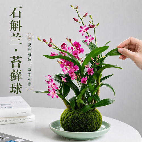 香水石斛兰花卉水培苔藓球植物