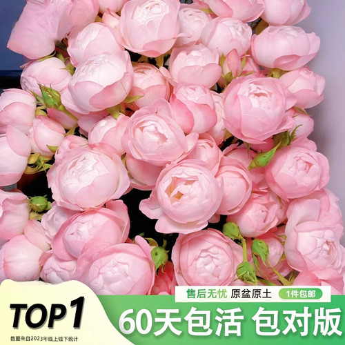 草莓杏仁饼月季花盆栽灌木大苗四季开花阳台多头包子型桃粉色微香