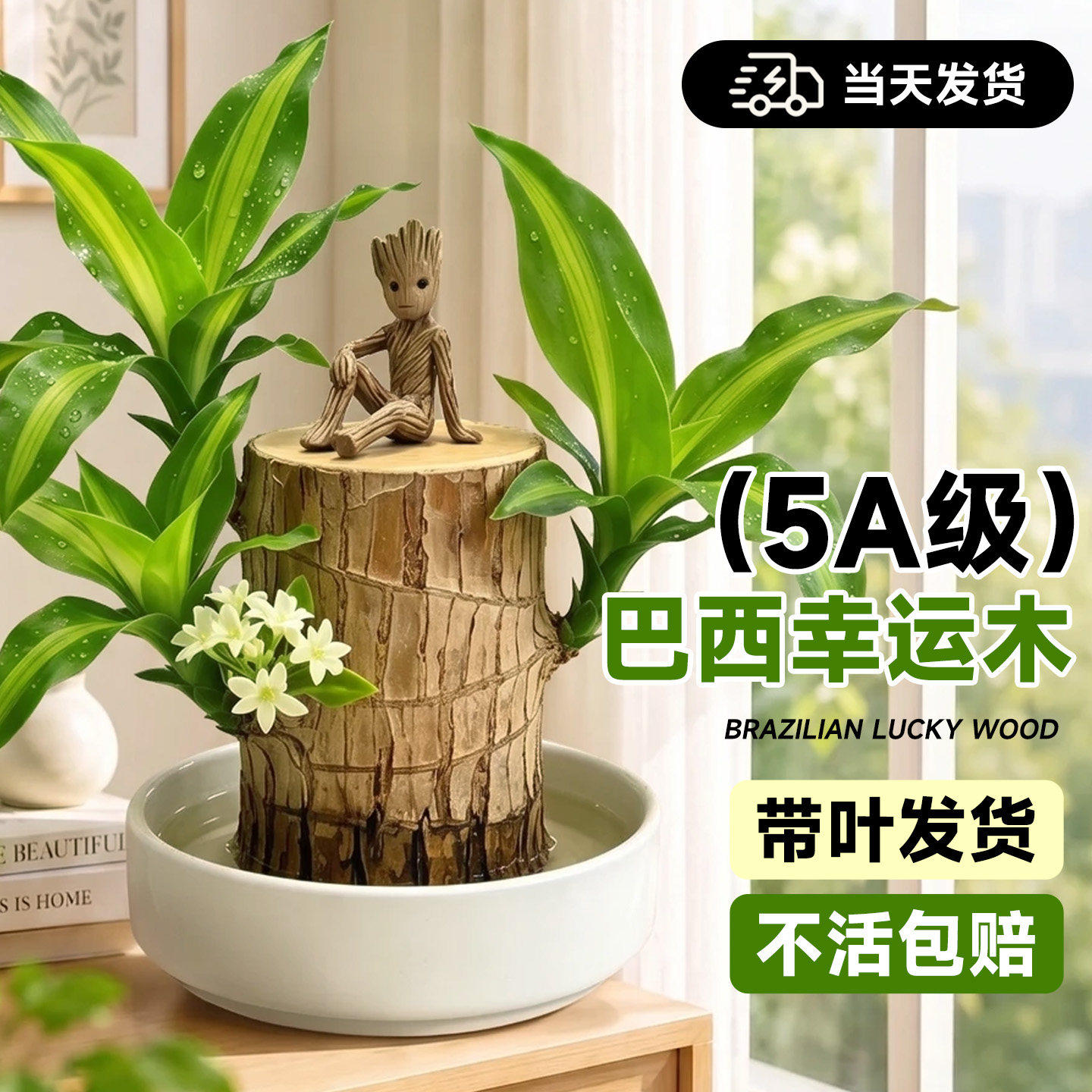 巴西木盆栽水培幸运木开花卉带芽办公室内绿植物适合懒人养的四季
