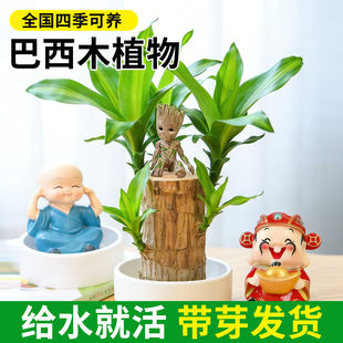 巴西木格鲁特水培养幸运木带芽开花卉室内桌面办公室绿植盆栽客厅