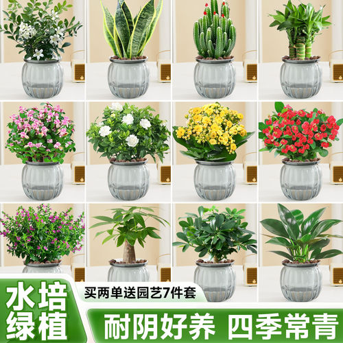 办公室桌面水培小绿植物盆栽花卉