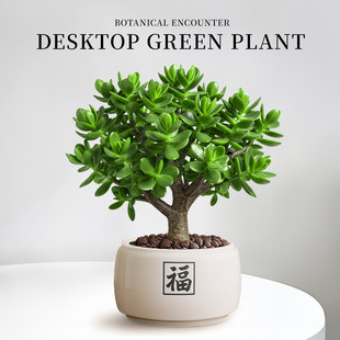 玉树老桩多肉植物盆栽办公室内绿植工位招财盆景四季好养桌面植物