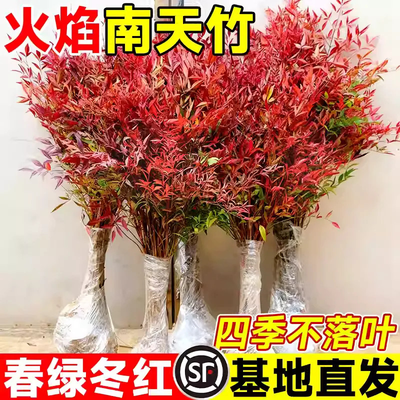 火焰南天竹盆栽客厅树苗室内植物盆景室外庭院耐寒竹子苗花卉绿植