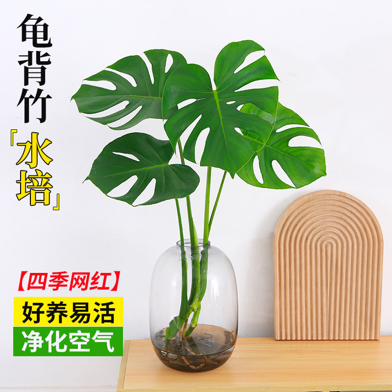 龟背竹水培植物室内净化空气绿植图片