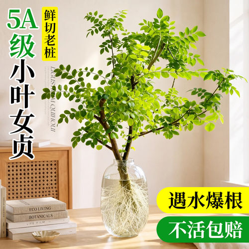 小叶女贞水培带根老桩水养造型树鲜切枝绿植物室内客厅桌面好养活