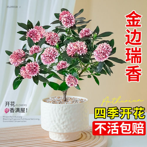 金边瑞香盆栽浓香型带花苞植物