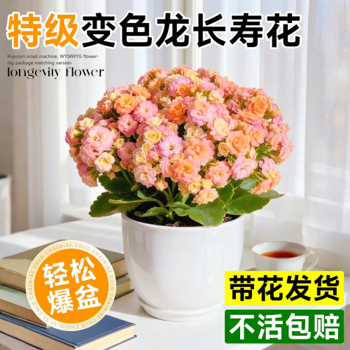 长寿花盆栽带花苞重瓣大苗四季爆花阳台花卉室内好养新品变色龙