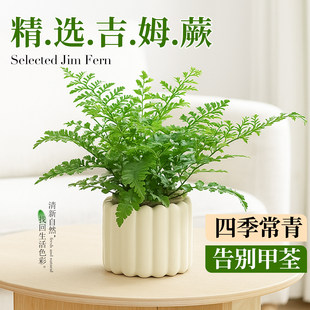 懒人好养活蕨类植物办公室电视柜桌面造景绿植 吉姆蕨盆栽室内四季