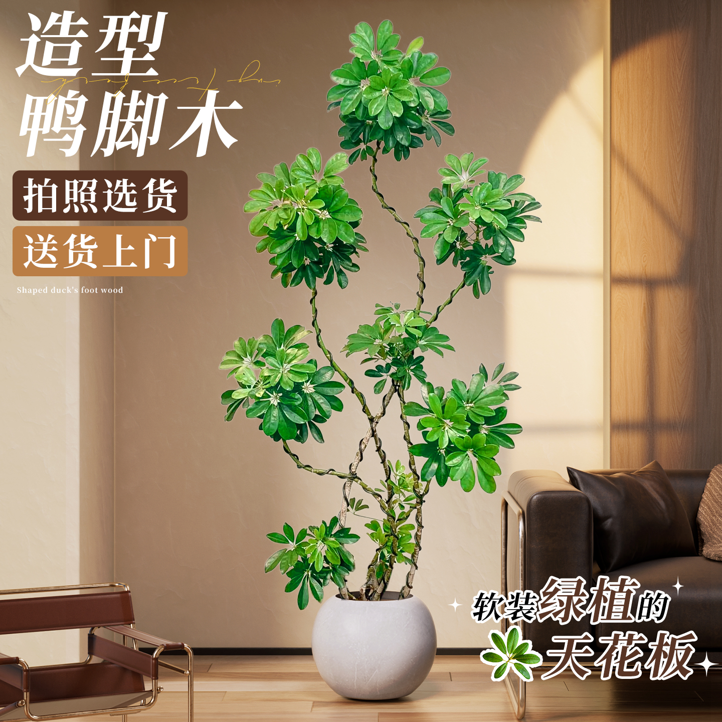 鸭脚木客厅造型盆栽室内大型绿植
