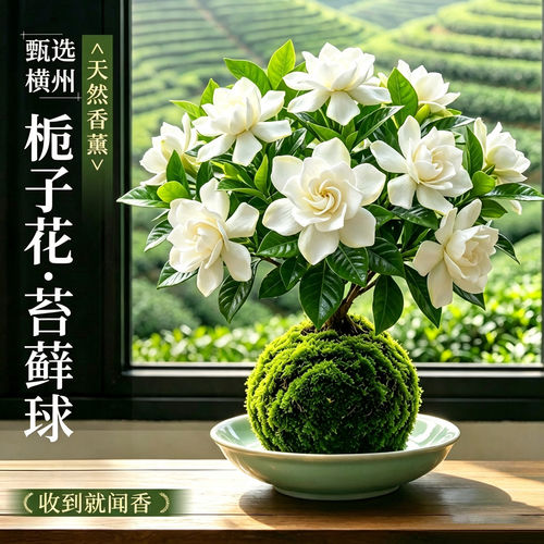 栀子花苔藓球盆栽四季开花卉水培