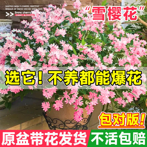 溲疏雪樱花盆栽耐寒耐热四季开