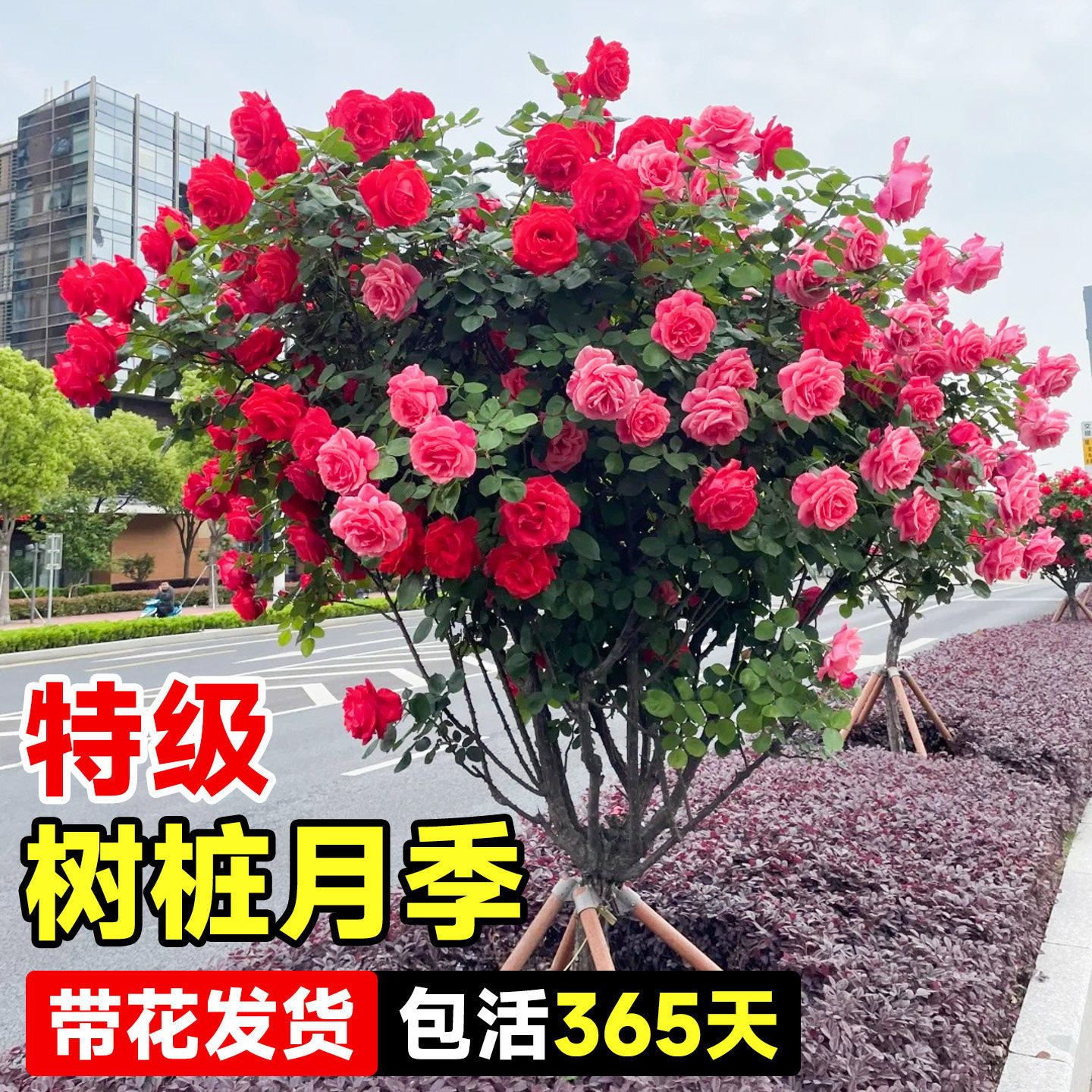 棒棒糖树桩月季花树苗老桩嫁接四季开特大花树状巨型玫瑰花卉盆栽