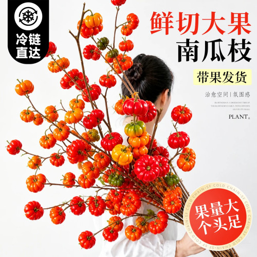 鲜切花小南瓜鲜花高级小众新鲜装饰花材云南直发客厅室内水培绿植