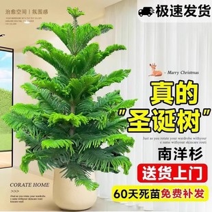 南洋杉盆栽南洋松树苗圣诞树真树盆景客厅办公室大型绿植四季常青