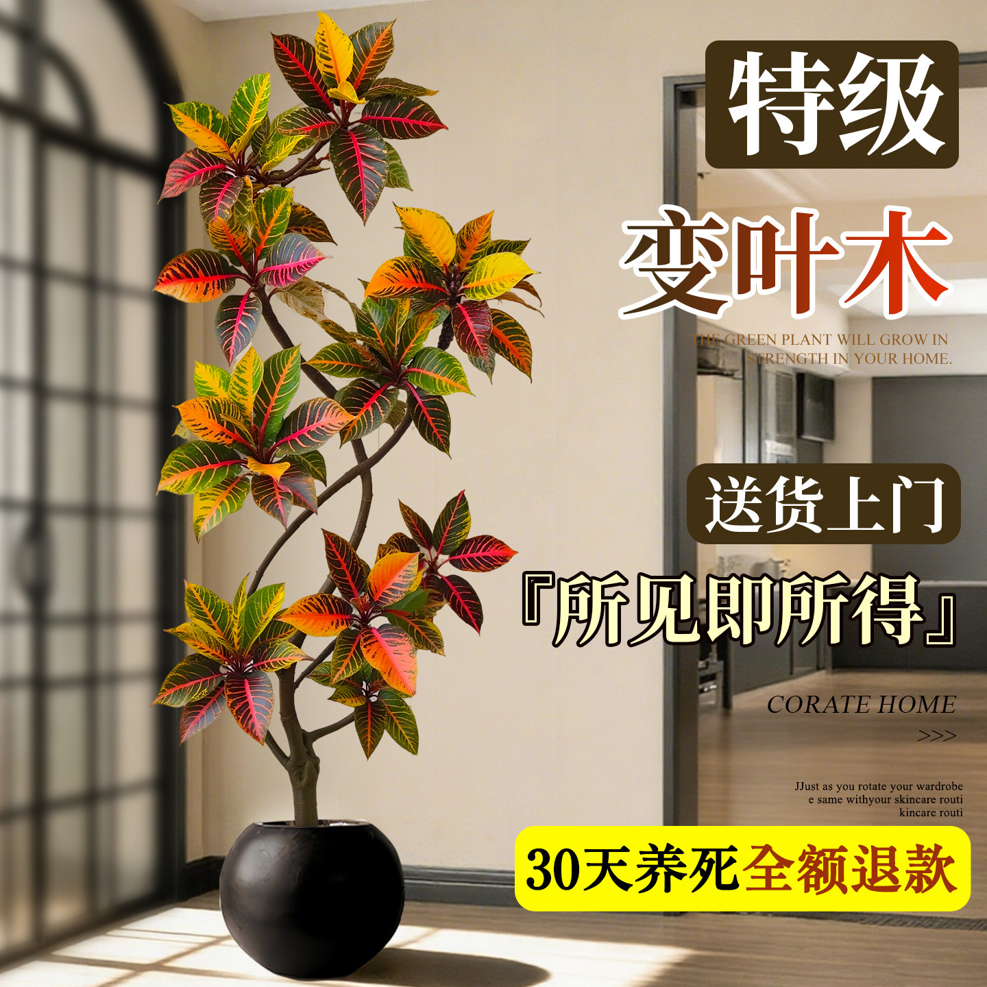 绿植室内大型变叶木盆栽客厅旺宅好养七彩四季造景花卉真树变色木