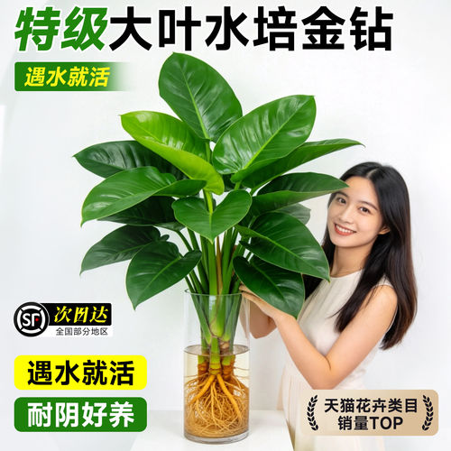 水培大叶金钻龟背竹净化空气绿植