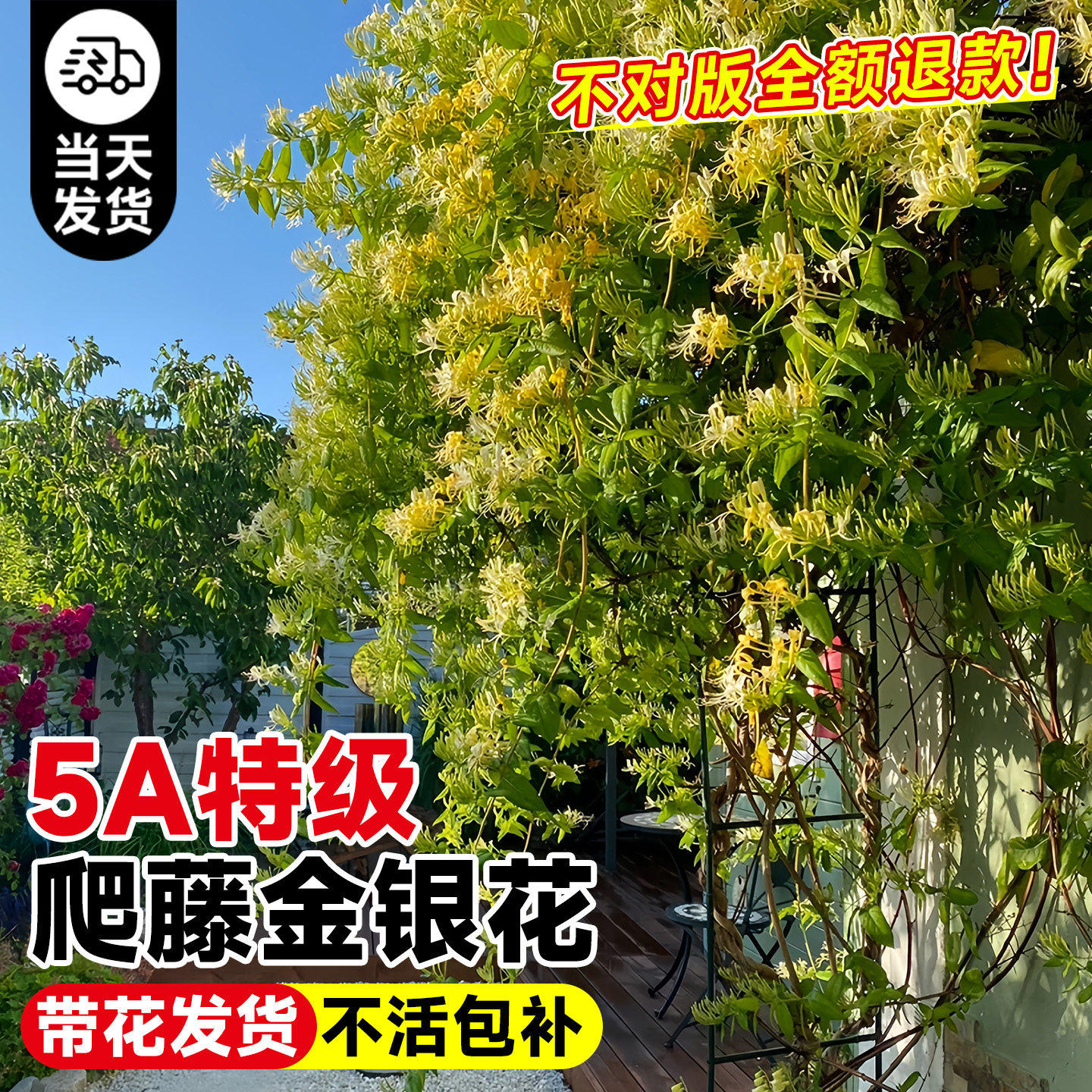 金银花树苗爬藤植物浓香花卉盆栽老桩南方北方种植四季开花可食用
