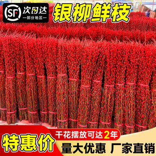 银柳真花鲜枝客厅摆件耐寒年宵花室内装饰招财红色干花水培插花束