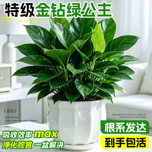 金钻盆栽绿公主净化空气易养绿植