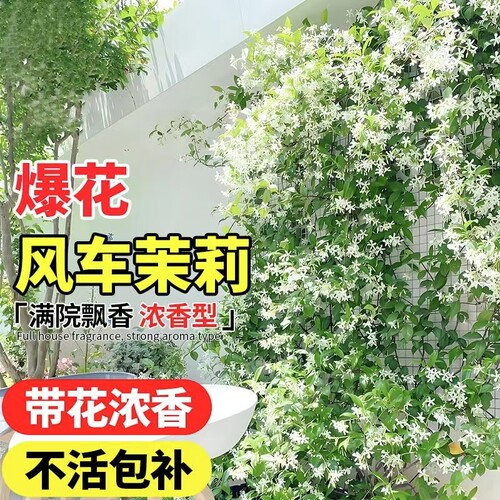 风车茉莉爬藤植物四季开花室外庭院花园爬墙观赏花苗盆栽绿植花卉