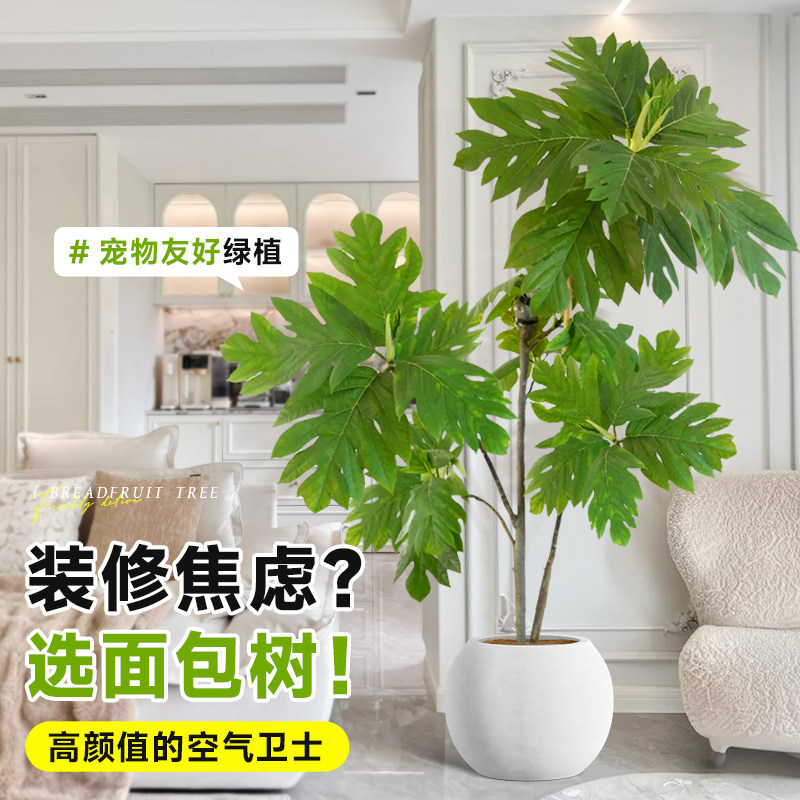网红面包树盆栽大型绿植物