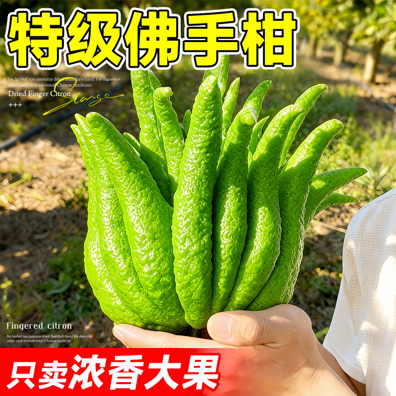 佛手柑鲜果新鲜佛手瓜切带枝室内摆件清供观赏闻香可食用花卉盆栽