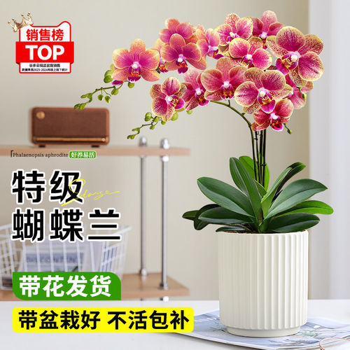 特级蝴蝶兰盆栽带花发货花卉植物