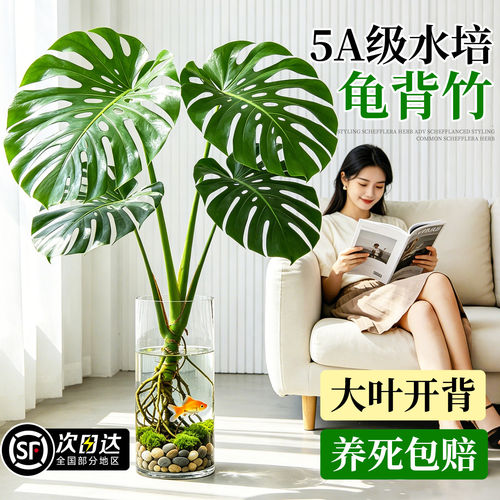 龟背竹水培植物老桩大叶好养易活