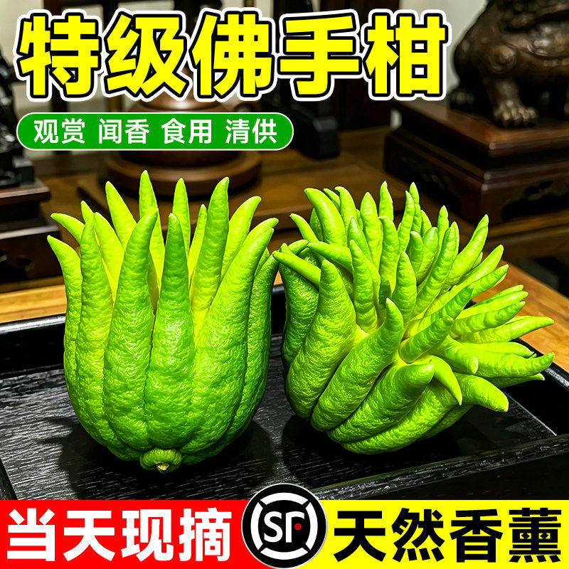 佛手柑鲜果摆件云南新鲜天然车载香橼瓜特大桌面绿植室内清贡闻香