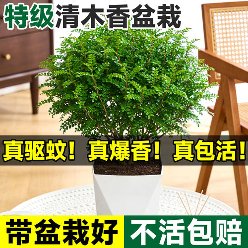 正宗清香木盆栽胡椒叶子室内驱蚊草植物办公室花卉真正的盆景绿植