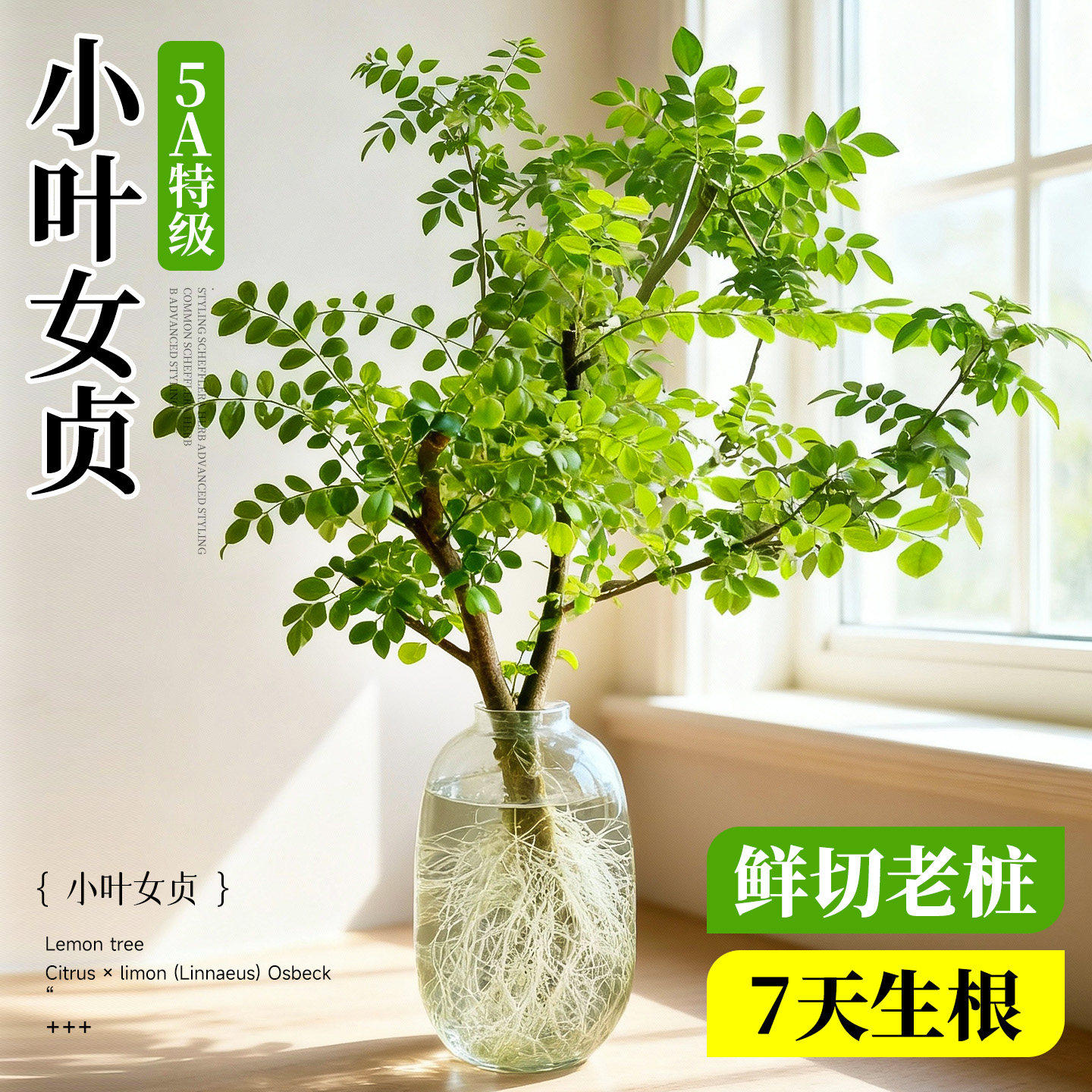 小叶女贞水培植物造型树老桩带根鲜切枝室内绿植桌面水养四季长青,鲜花速递/花卉仿真/绿植园艺,绿植,淘宝优惠券,粉丝福利购,淘宝优惠卷