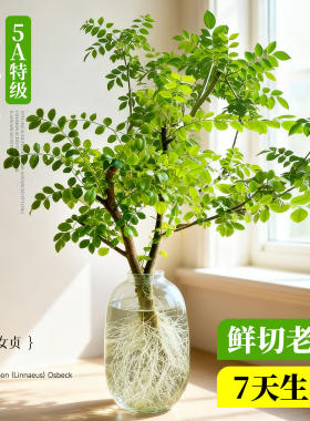 小叶女贞水培植物造型老桩鲜切枝