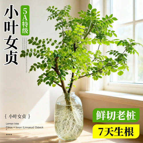 小叶女贞水培植物造型树老桩带根鲜切枝室内绿植桌面水养四季长青