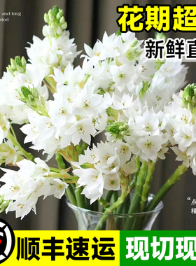 雀梅鲜花白色圣心百合水养鲜花居家插花装饰客厅云南昆明基地直发